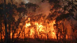Incendiu de vegetație în Cipru