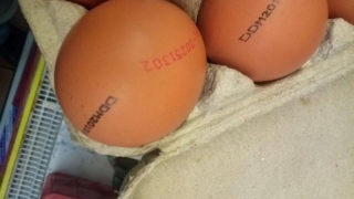 Retragerea ouălor cu salmonella nu elimină riscurile de contaminare!