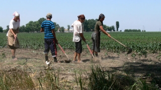 Cine strică piața muncii? Peste 1,5 milioane de români lucrează la negru