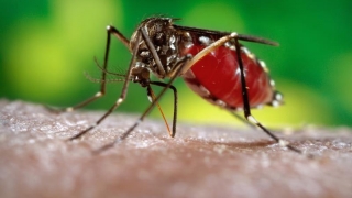 Informații noi în privința implicării virusului Zika în cazurile de microcefalie