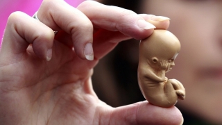 Liber la modificarea genetică a embrionilor umani în Marea Britanie!