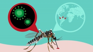 Lupta pentru eradicarea țânțarilor care transmit Zika, și în Miami!