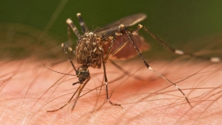 Măsuri de prevenire pentru infecția transmisă prin înțepăturile de țânțar!