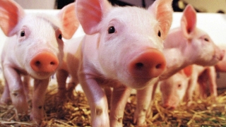 Măsuri recente ale veterinarilor pentru prevenirea pestei porcine