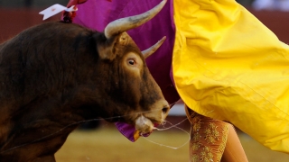 Matador ucis de taur în Spania