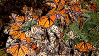 Migrația fluturilor monarh, perturbată de zidul lui Trump?