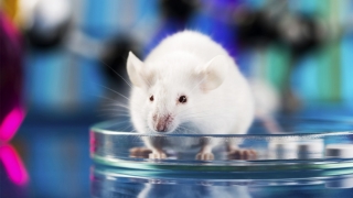 Mini-plămâni obținuți în laborator, transplantați cu succes la șoareci