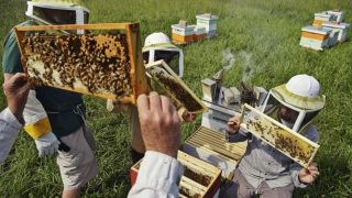 Ministerul Agriculturii declară război producătorilor de miere falsificată