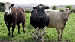 Notificare a autorităţilor din Turcia privind exportul de bovine vii din România