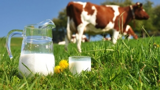 Cantitatea de lapte de vacă colectat a crescut în august cu 5,5%
