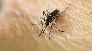 OMS: Epidemia de Zika „se poate agrava înainte de a se ameliora“