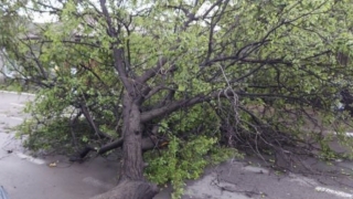 Un copac căzut peste 3 mașini parcate din Constanța