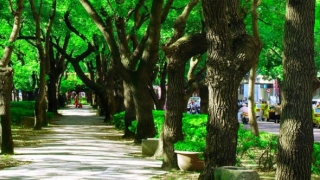 Copacii din orașele „sufocate“ de poluare, mai eficienți pentru sănătate decât spațiile verzi
