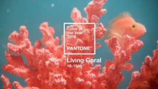 A fost desemnată culoarea anului 2019: Living Coral - Coraiul cu irizaţii aurii