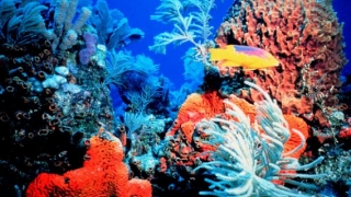 Cremele de plajă vor fi interzise în Hawaii pentru a salva coralii