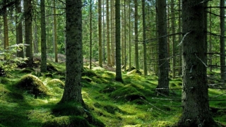 Mai multe păduri virgine din România, incluse în Patrimoniul UNESCO