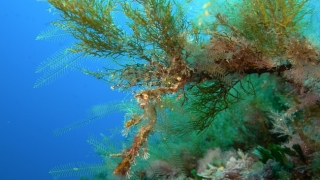 „Pădurile submarine“ de alge din Marea Mediterană, pe cale de dispariţie