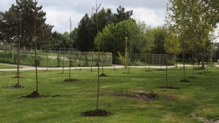 Peste 5.000 de copaci au fost plantați în Constanța, în ultima lună