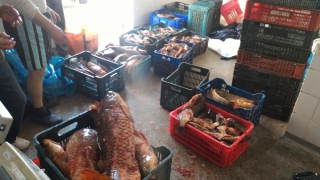 Polițiștii au confiscat aproape 450 kg de pește