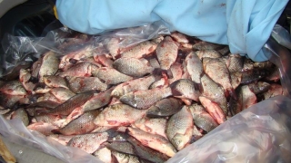 Polițiștii au confiscat peste 16 tone de pește