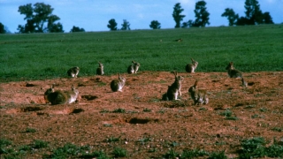 Populațiile de iepuri din Australia, ucise cu morcovi contaminați cu un virus letal