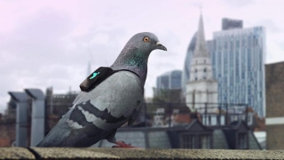 Porumbeii luptă împotriva poluării la Londra