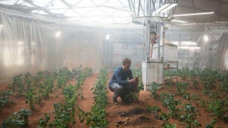 Pot fi cultivaţi, într-adevăr, cartofi pe Marte?