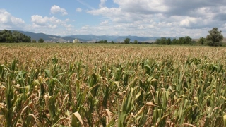 Prea puțină apă în solurile agricole din Dobrogea, Crișana și Oltenia
