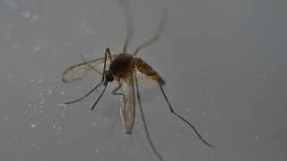 Primul caz al virusului Zika în Luxemburg