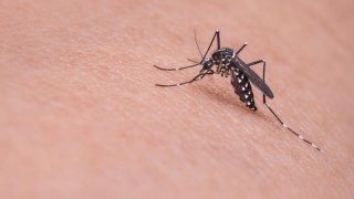 Primul caz de febră Zika în Danemarca