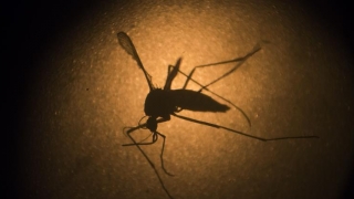 Primul caz de febră Zika înregistrat în Slovacia