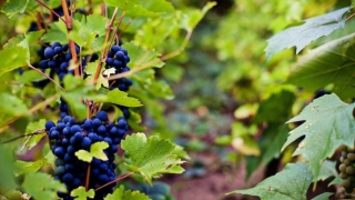 Producătorii de vin luptă împotriva încălzirii climatice