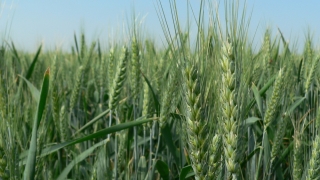 Prognoze sumbre pentru cultivatorii de grâu