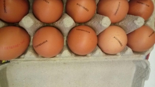 Restricții la folosirea insecticidului fipronil, găsit în ouăle contaminate!