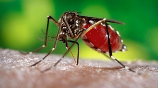 Reuniune de urgenţă a OMS în cazul virusului Zika