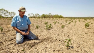România, afectată grav de secetă