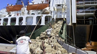 România ar putea exporta ovine și bovine în Orientul Mijlociu. Pe încredere... zonală