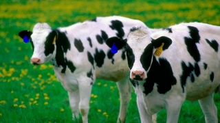 România va avea cea mai mare subvenție pe cap de bovină din UE