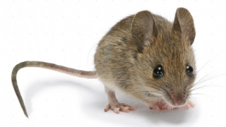Șoarece mort filmat într-o Unitate de Primiri Urgențe