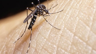 Țânțari modificați genetic pentru a învinge virusul Zika, produși masiv