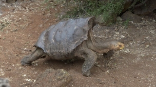 Țestoasa sex-simbol care și-a salvat specia. Are sute de pui!
