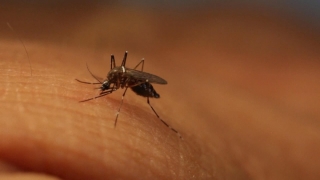 Trei cazuri de microcefalie posibil legate de Zika