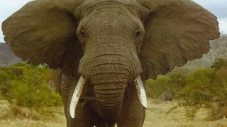 Turist britanic ucis de un elefant în Thailanda