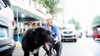 Un chinez îşi donează averea unui refugiu care să aibă grijă de câinele lui