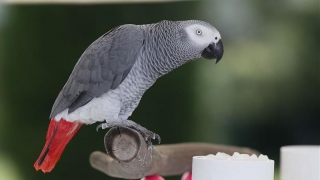 Un papagal, printre cumpărătorii de pe Amazon