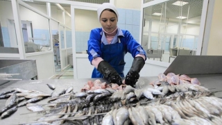 Urmează controale crunte la comercianții și procesatorii de pește