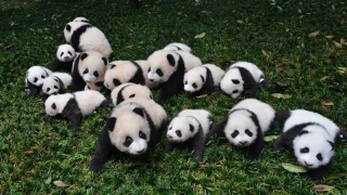 Urșii panda, vulnerabili. Cum pot fi ajutaţi