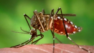 Virusul Chikungunya: 13 morți și peste 1.100 de cazuri la New Delhi