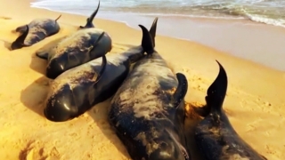 Zeci de balene eșuate în Indonezia