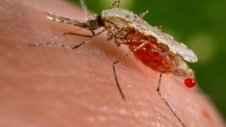 Zika nu reprezintă niciun pericol pentru România